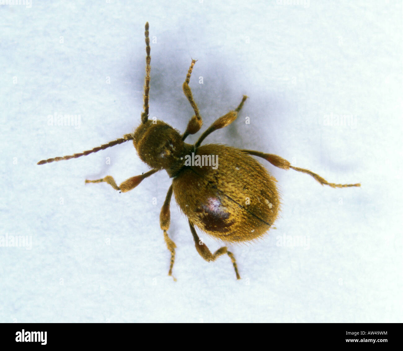 Golden spider beetle Niptus holeculus adult Stock Photo