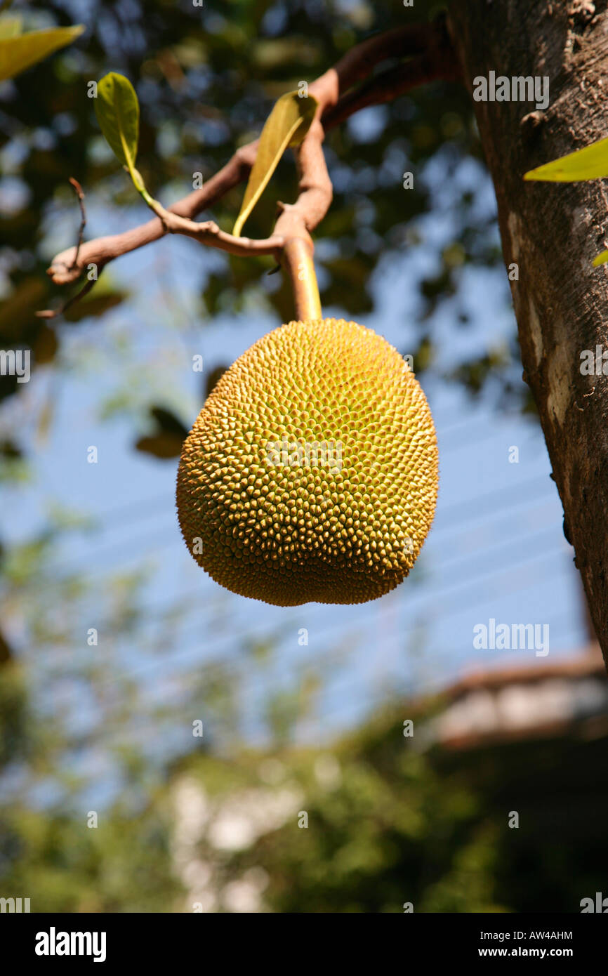 Jackfruit latex hires stock photography and images Alamy