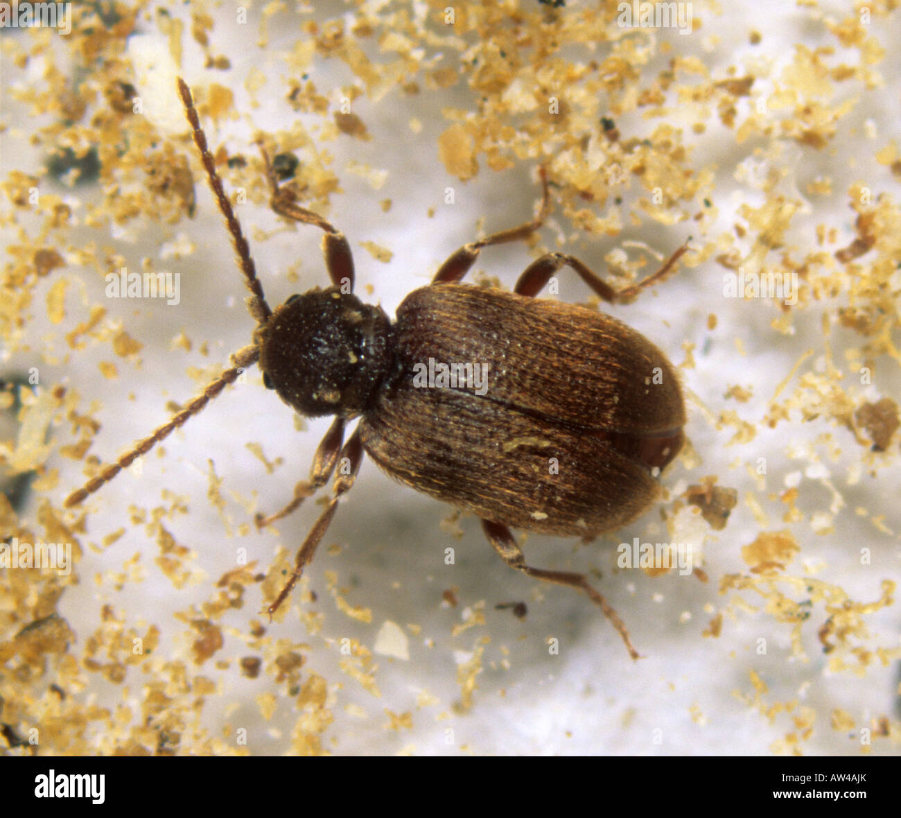 Australian spider beetle Ptinus tectus adult Stock Photo