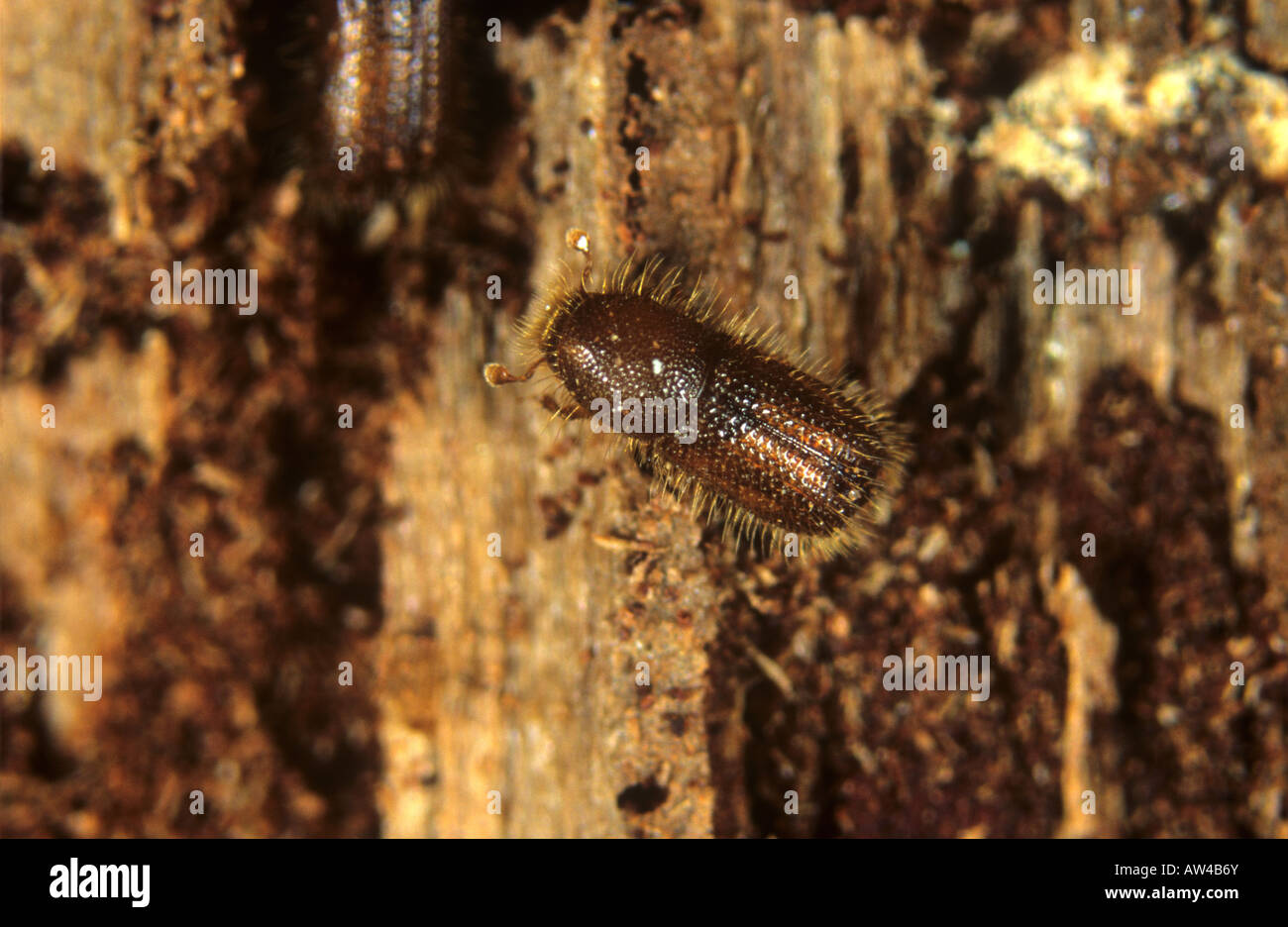 Wood boring beetle species of Scolytidae in damaged wood Stock Photo