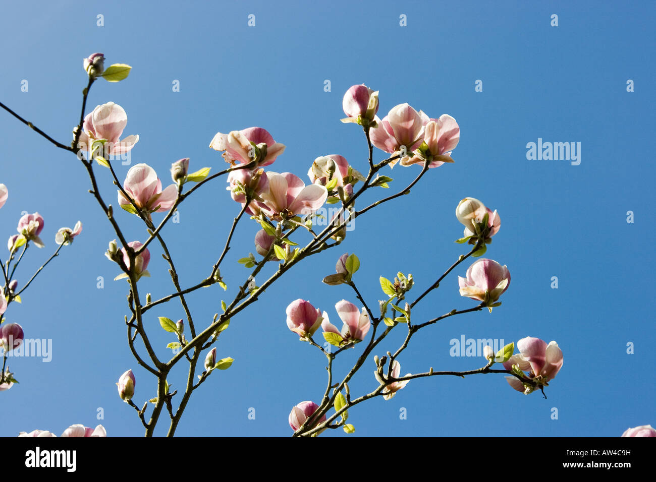 Magnolia blossom against blue sky Stock Photo - Alamy