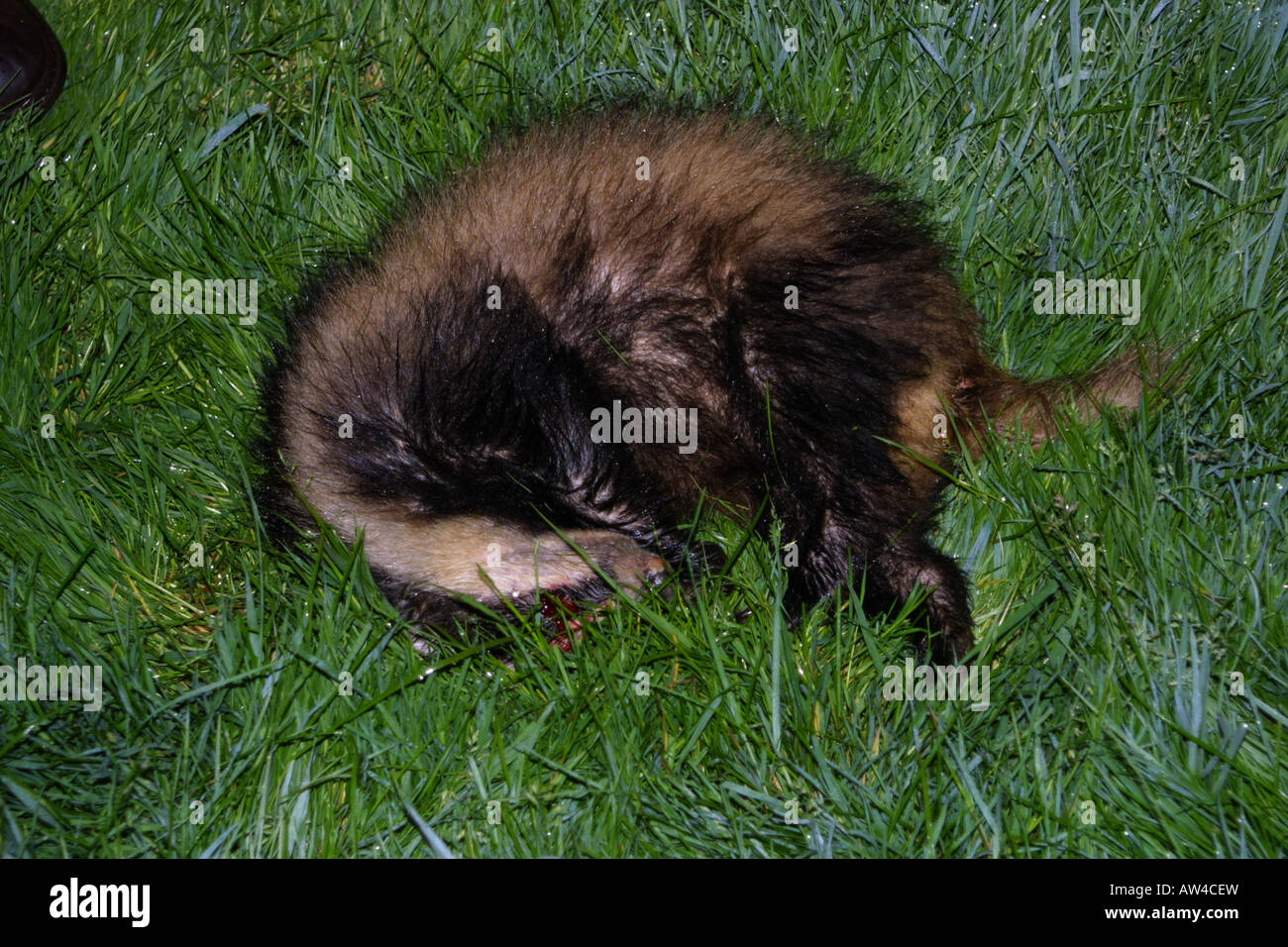 Dead Badger shot by farmer. Badgers are protected but some get killed by shotgun. They are nocturnal, hunt at night. Stock Photo