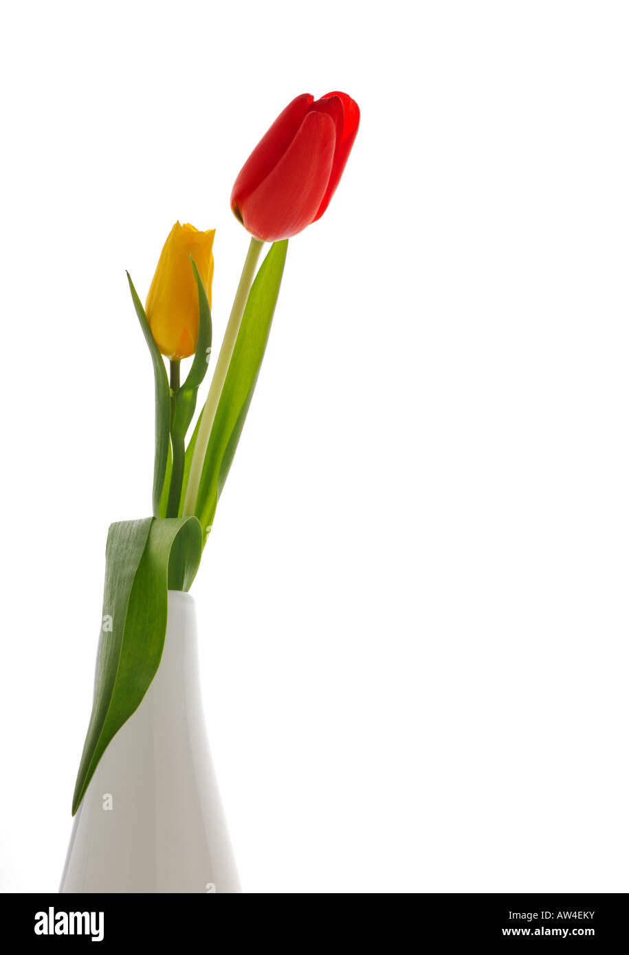 Nice red and yellow tulips isolated background white Stock Photo - Alamy