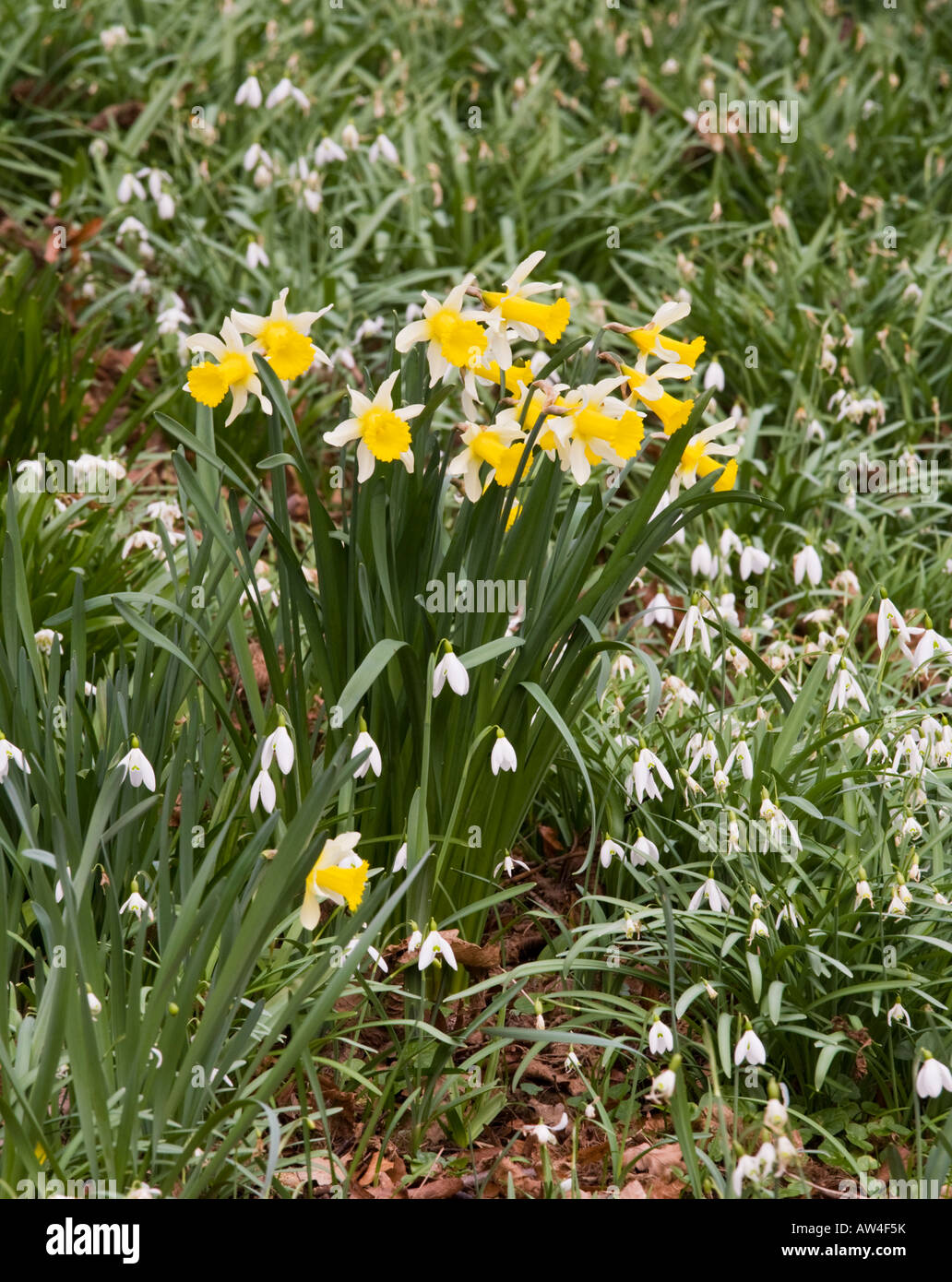 Daffodils and snowdrops hires stock photography and images Alamy