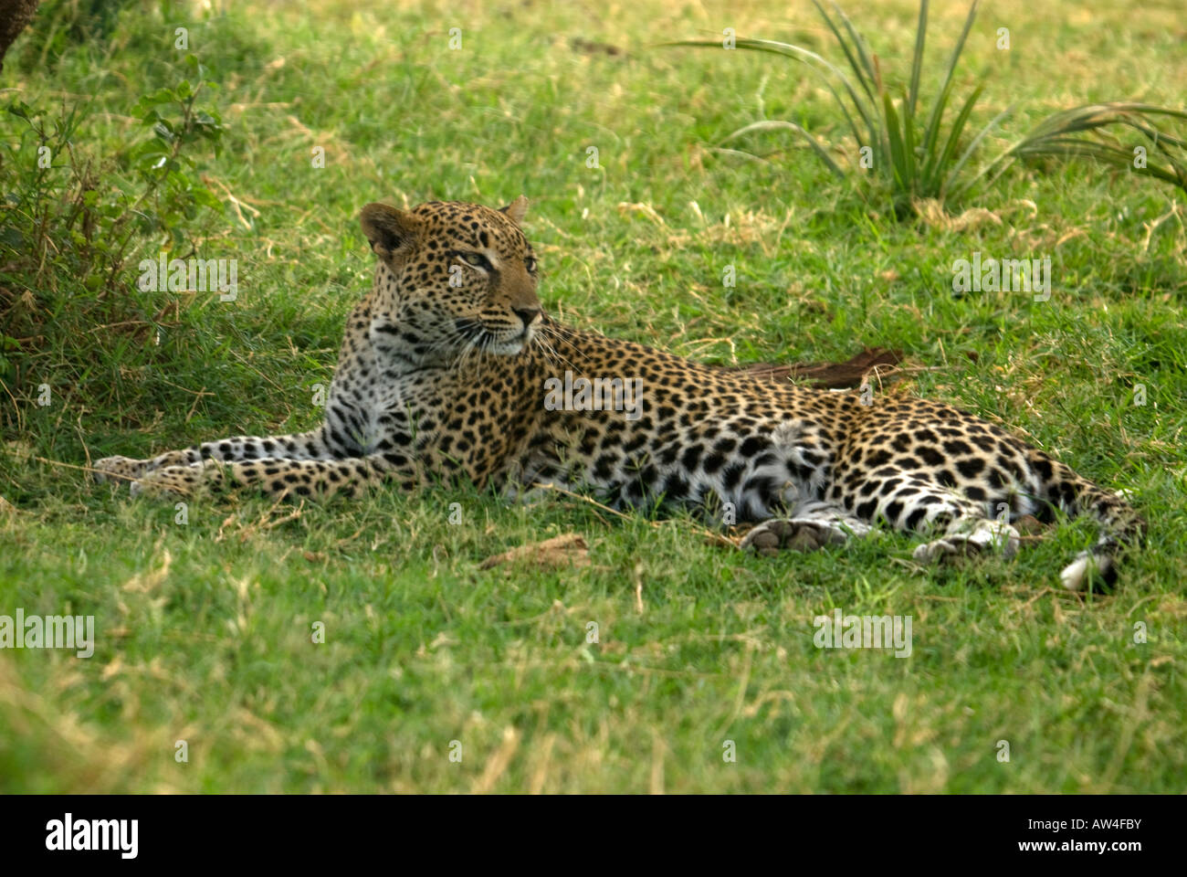 Leopard spots on fur hi-res stock photography and images - Alamy