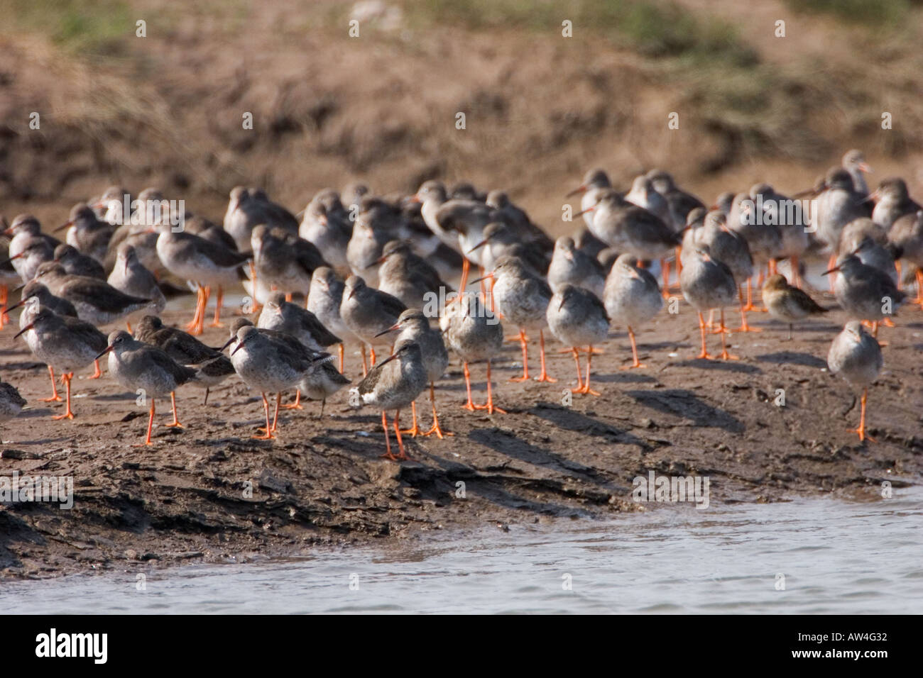 High tide roost of redshanks Heswall Dee Estuary Stock Photo
