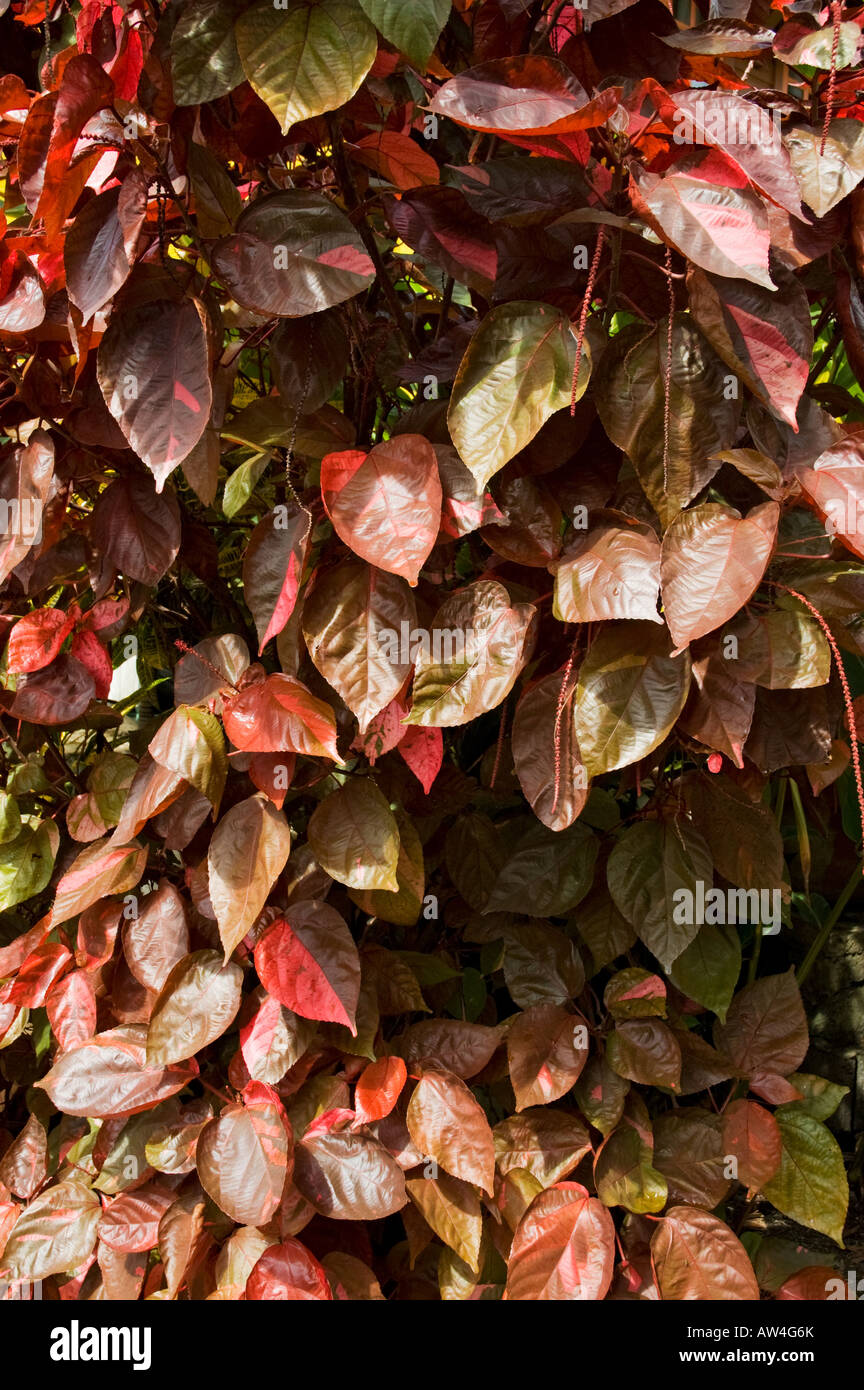 A tropical plant whose small spear shaped leaves are turning into two colours consisting of  reddish brown and a brighter deeper Stock Photo