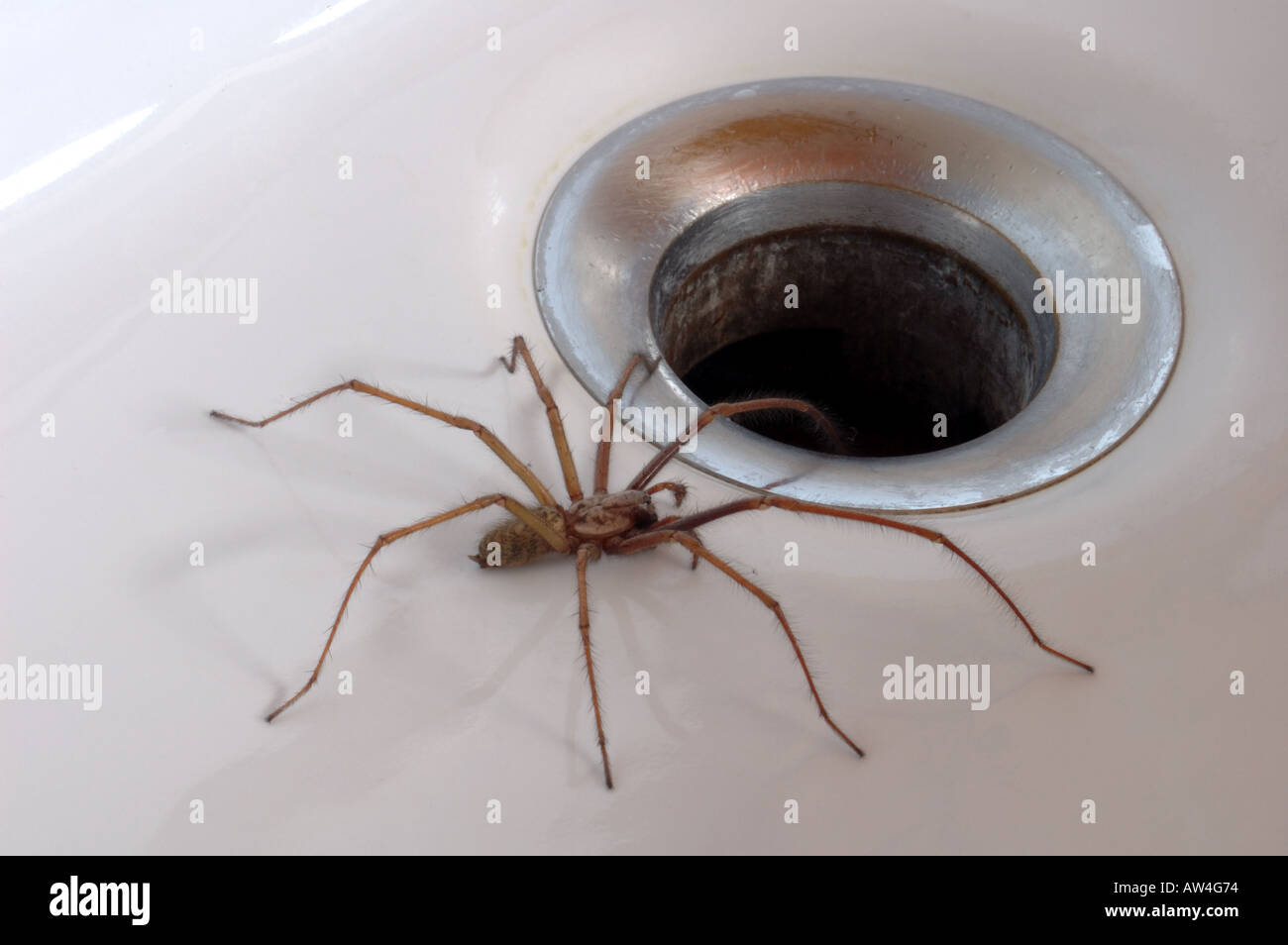 Common House Spider trapped in bath Stock Photo