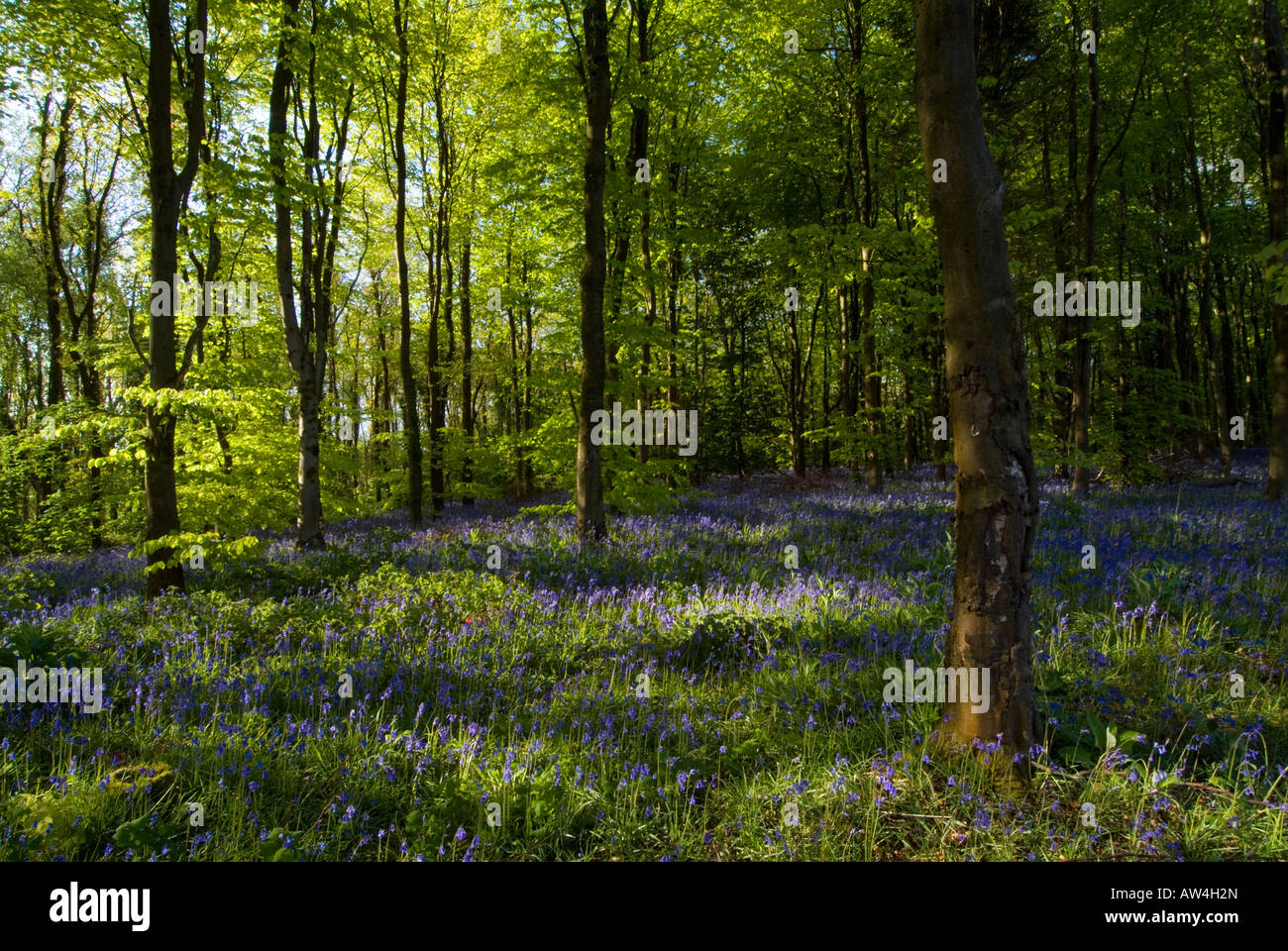Coed cefn forest hires stock photography and images Alamy