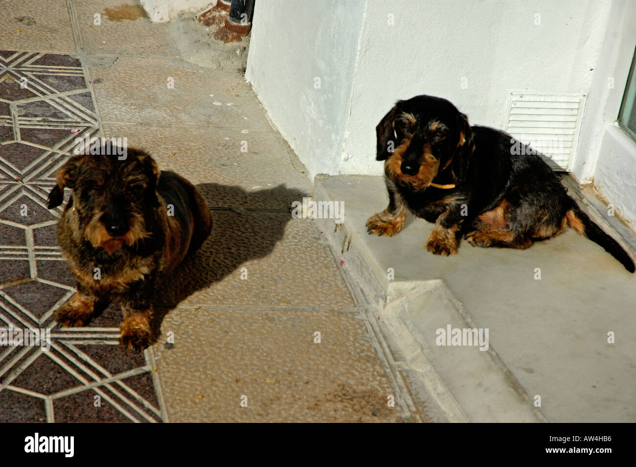 Two similar dogs on a doorstep taking a sunbath Stock Photo