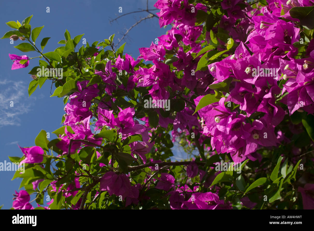 Africa Kenya Mombasa Morning sun lights bougainvillea flowers inside