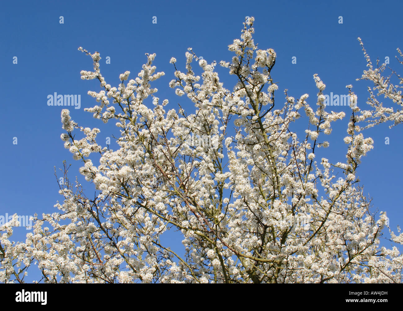 Flowers of the Blackthorn or Sloe Prunus spinosa Stock Photo