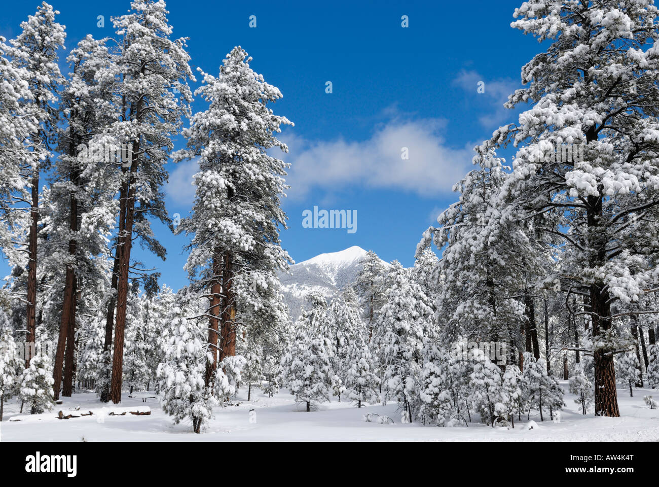 San Francisco Peaks in winter snow near Flagstaff Arizona Stock Photo