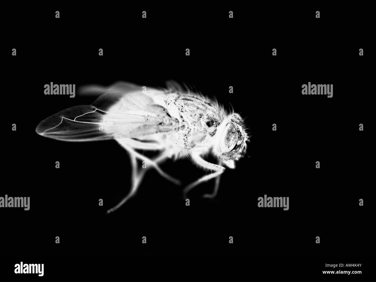 Black and white bugs hi-res stock photography and images - Alamy