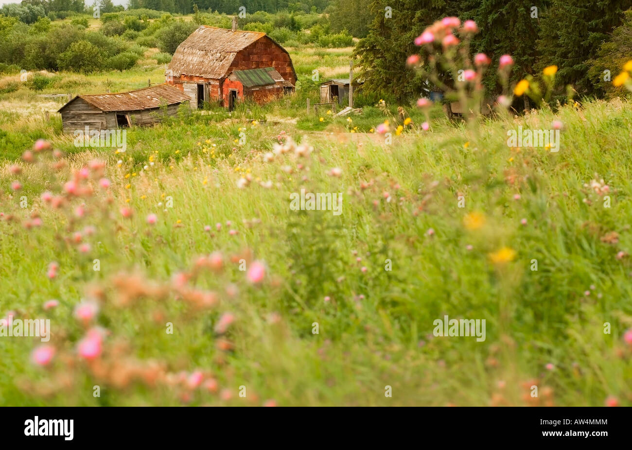 Old farm structures in a field, Alberta, Canada Stock Photo