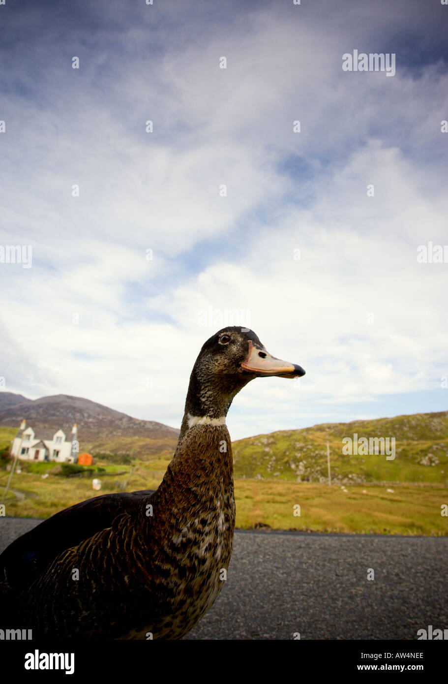 Duck standing on a country road Stock Photo