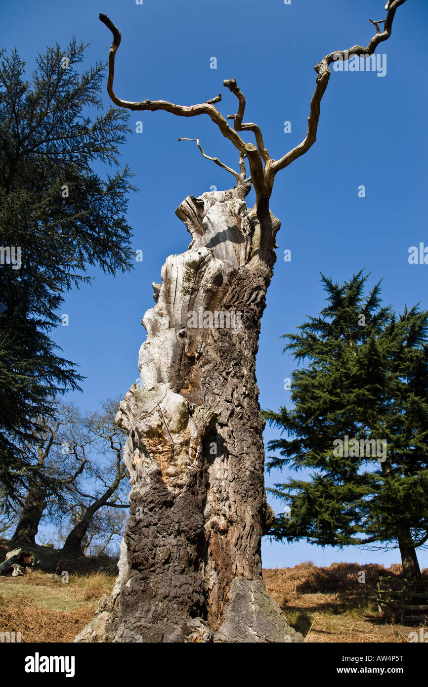 An ancient oak trunk is contrasted against the brilliant blue sky of a ...