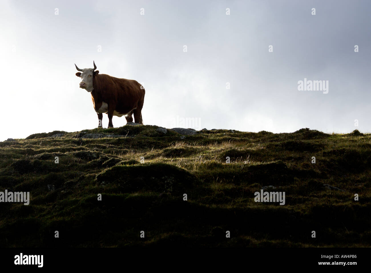 Cow with horns standing on the crest of a hill Stock Photo - Alamy