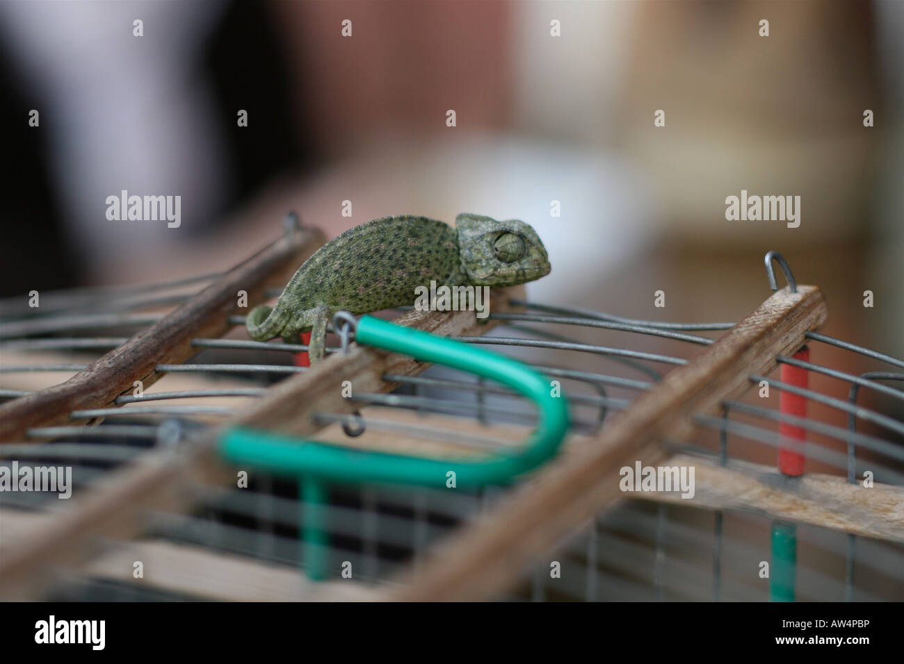 A baby chameleon in the souk, Marrakech, Morocco Stock Photo