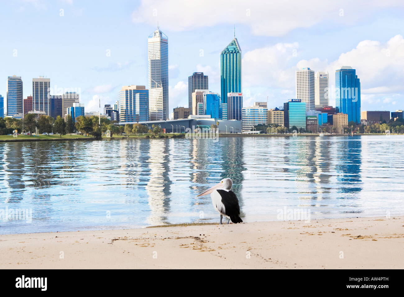 An Australian Pelican (Pelecanus conspicillatus) beside the Swan River, Perth. Western Australia Stock Photo