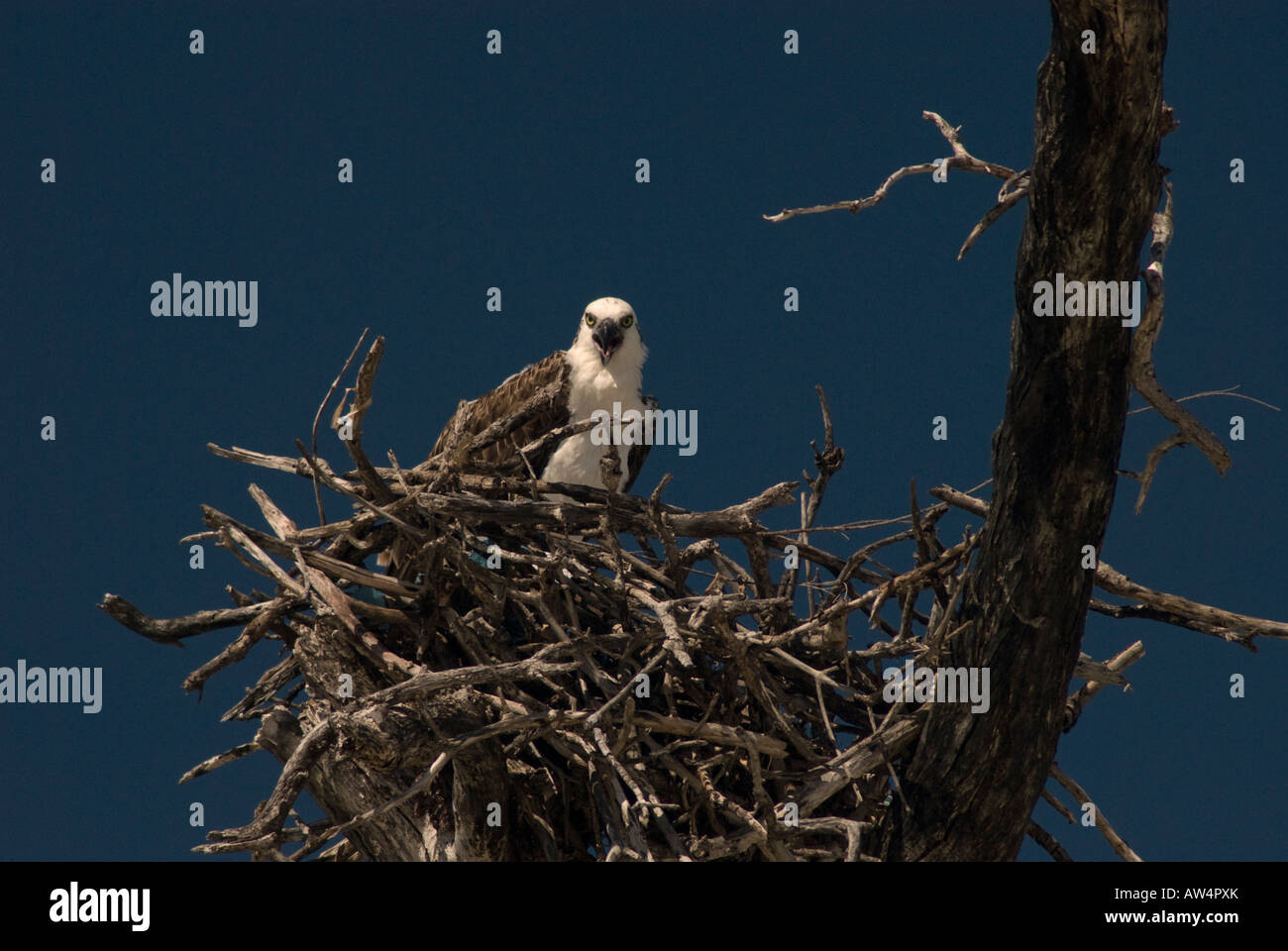 Osprey in nest Stock Photo Alamy