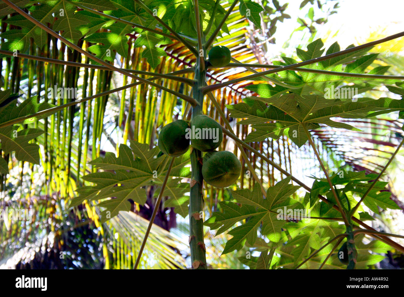 Fresh papayas in the tree Stock Photo