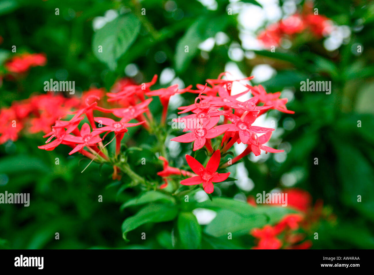 Small Red flowers Stock Photo