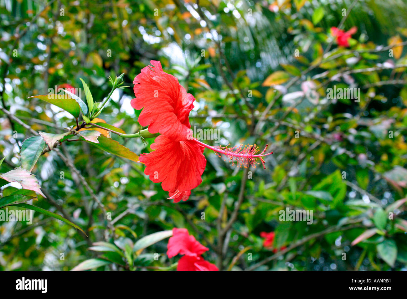 Hibiscus flower zoomed Stock Photo