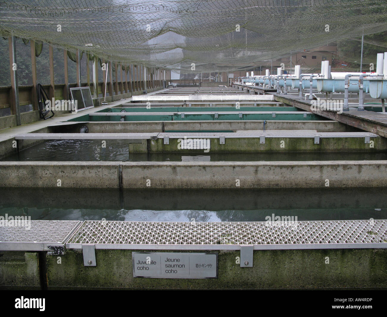 Breeding pens salmon aquaculture Capilano fish hatchery North Vancouver