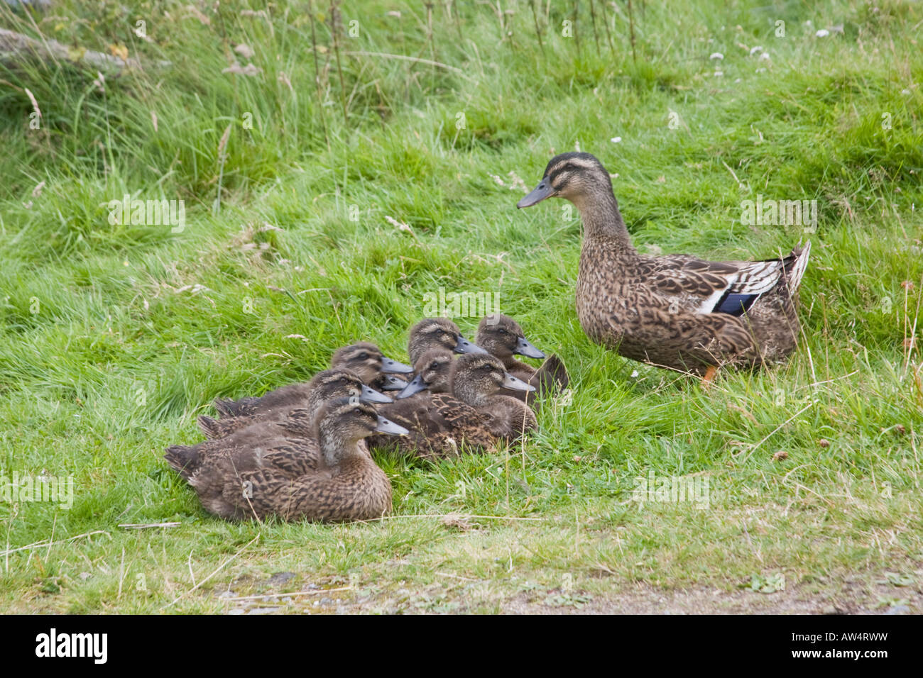 A mother duck gathering her ducklings Stock Photo Alamy