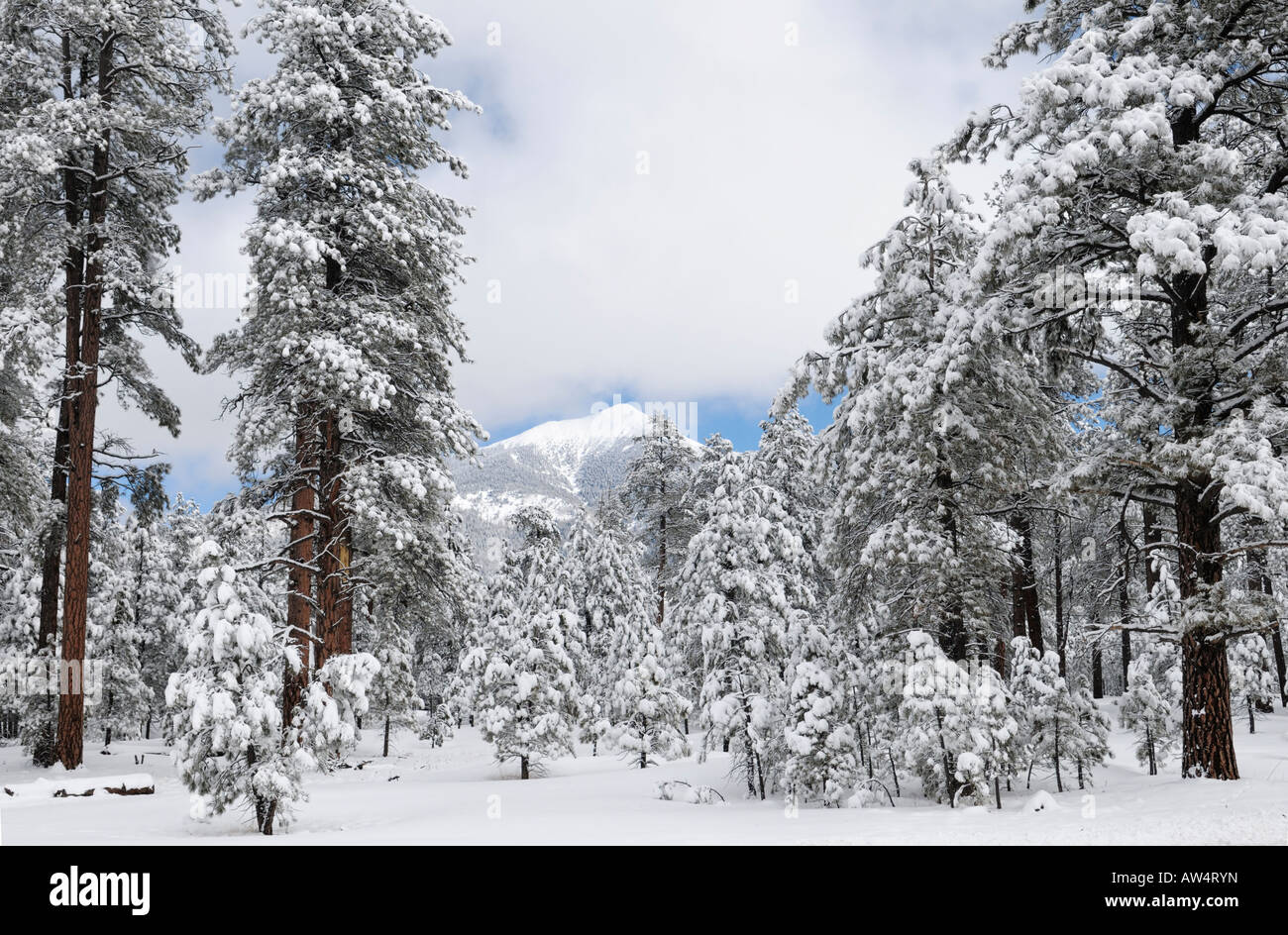 San Francisco Peaks in winter snow near Flagstaff Arizona Stock Photo Alamy