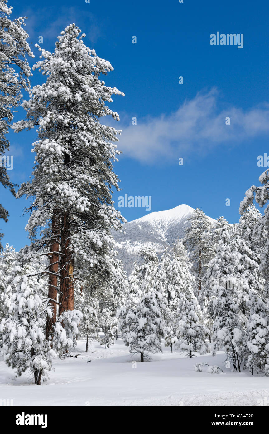 San Francisco Peaks in winter snow near Flagstaff Arizona Stock Photo -  Alamy