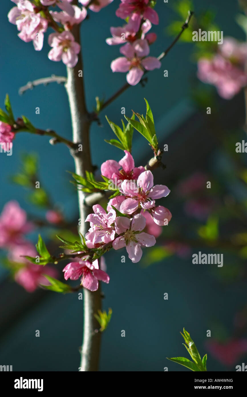 Close up cherry blossom tree hi-res stock photography and images - Alamy