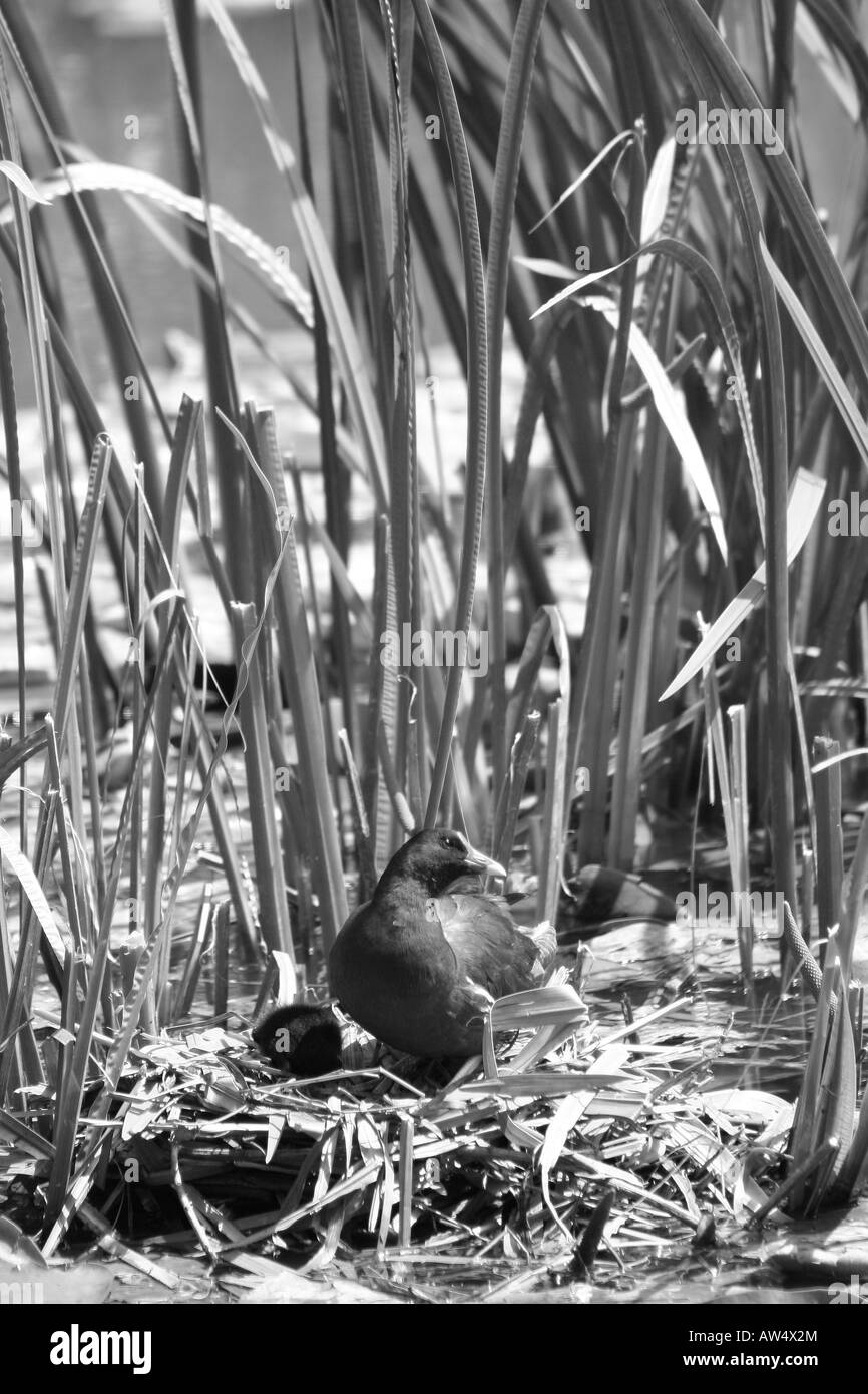 Nesting Common Moorhen near Burgess Hill, England Stock Photo