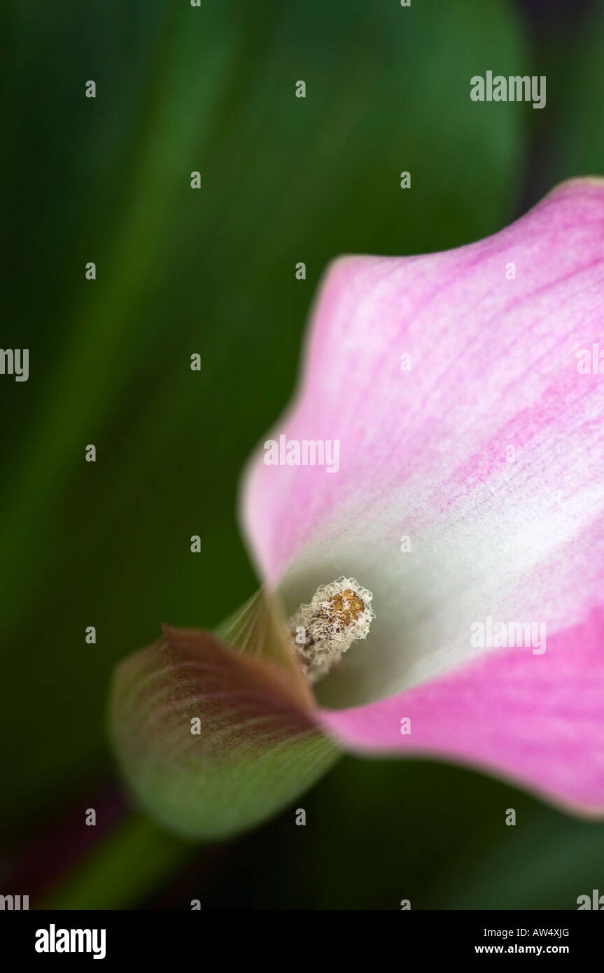 Calla rose hi-res stock photography and images - Alamy