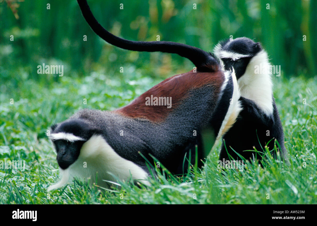Dianameerkatze Diana Meerkatze Cercopithecus diana cercopitheque de diane Diana Monkey searching for insects in the grass Affen Stock Photo