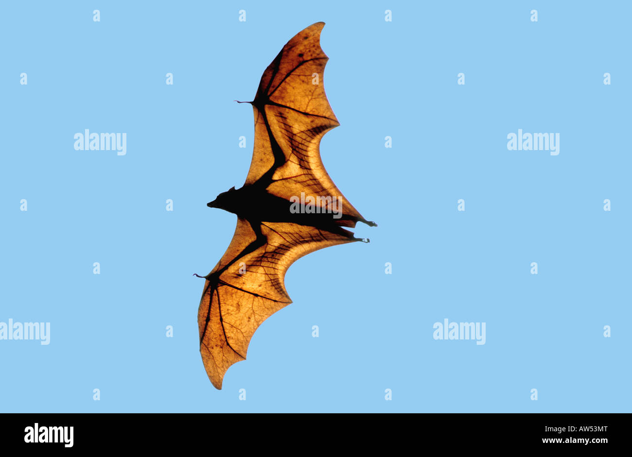 Bat variables. Bat variables