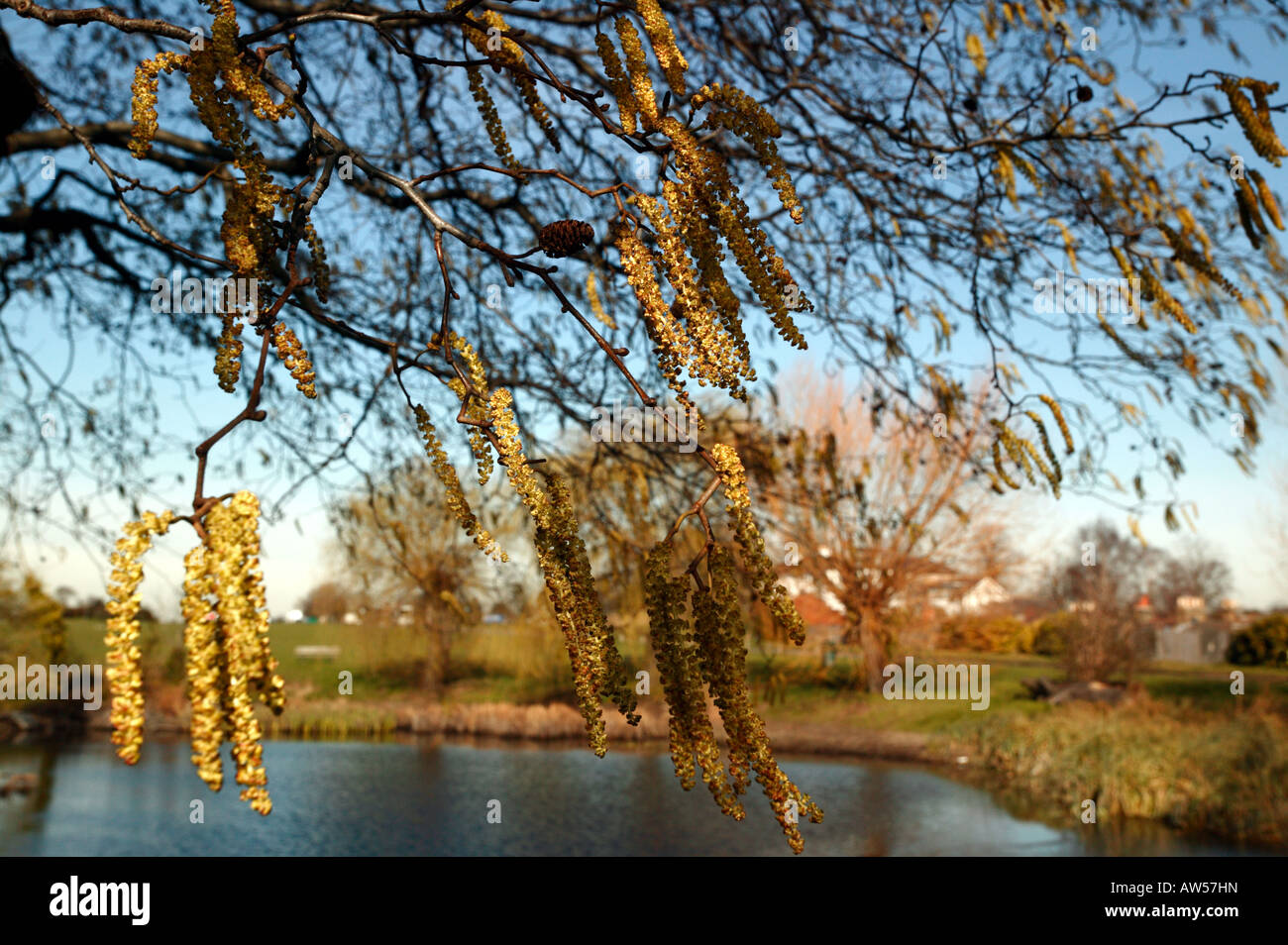 Close-up shot of a common Alder tree growing beside the Hare and Billet pond, Blackheath, Lewisham Stock Photo