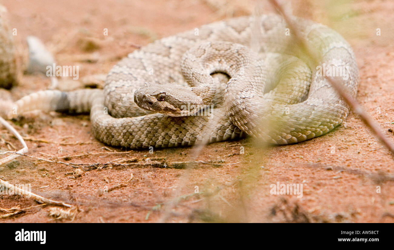 Diamond Back Rattle Snake Stock Photo