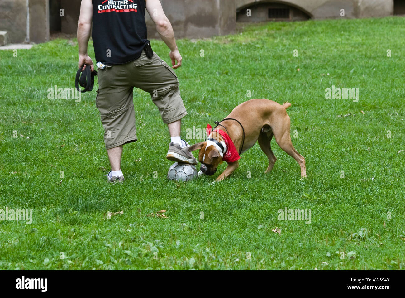 Owner playing with Boxer dog Stock Photo Alamy