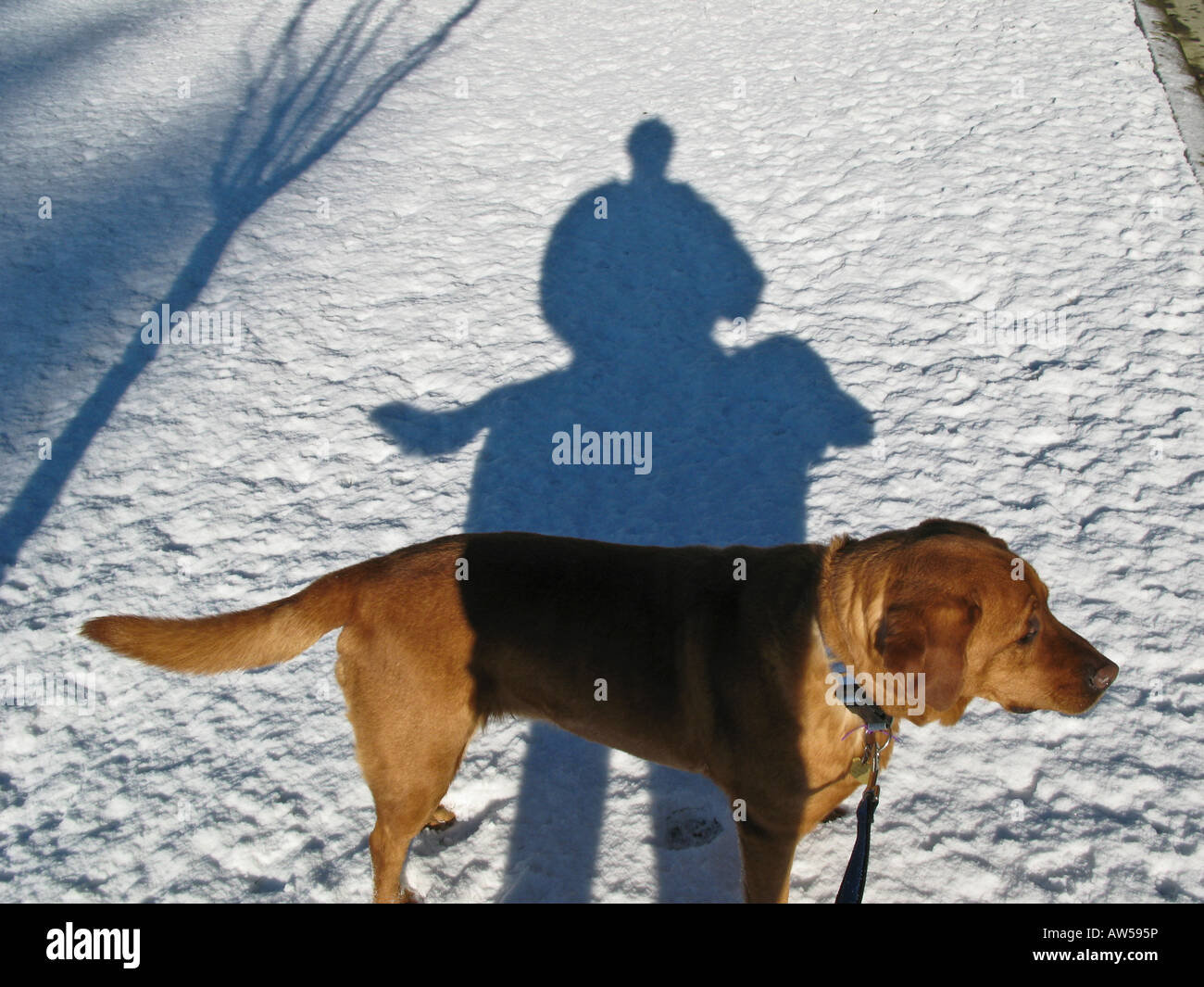 West Vancouver, BC, Canada Shadow of man and labrador dog Stock Photo