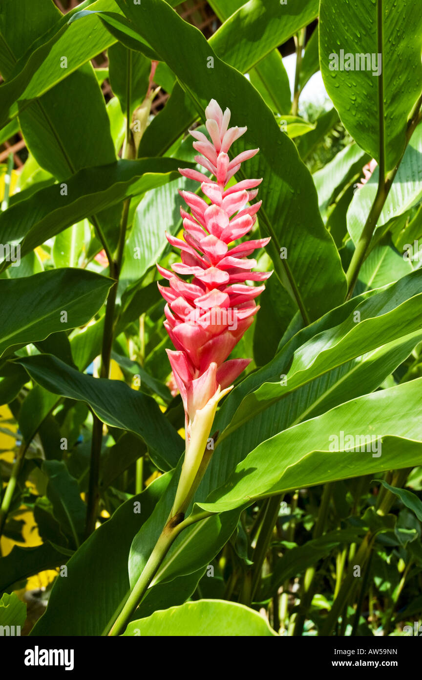 A Red Ginger Lily With Green Leaves Stock Photo Alamy