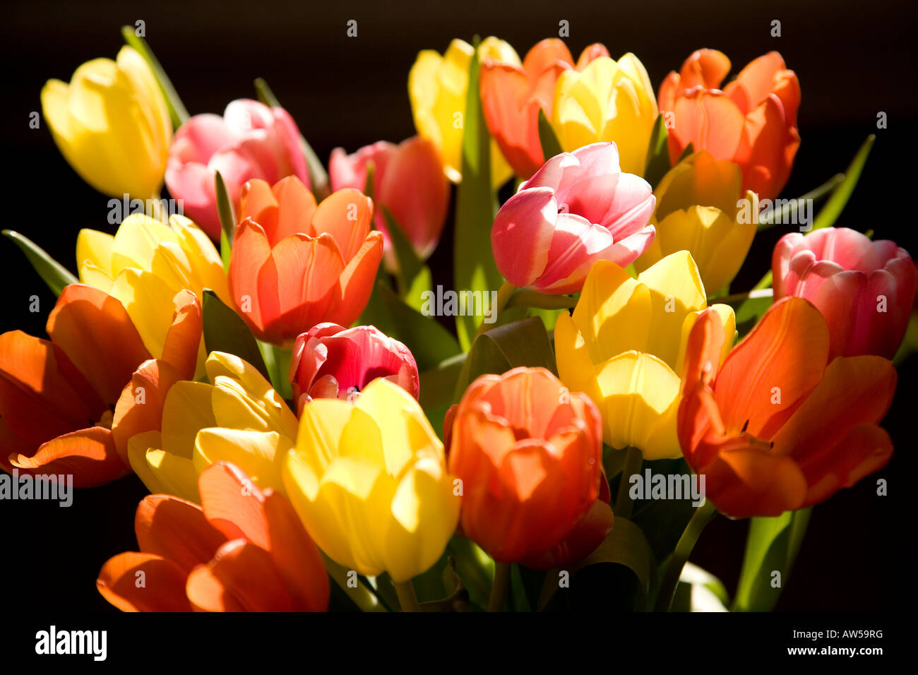 bunch of tulips in sunlight against dark background Stock Photo - Alamy