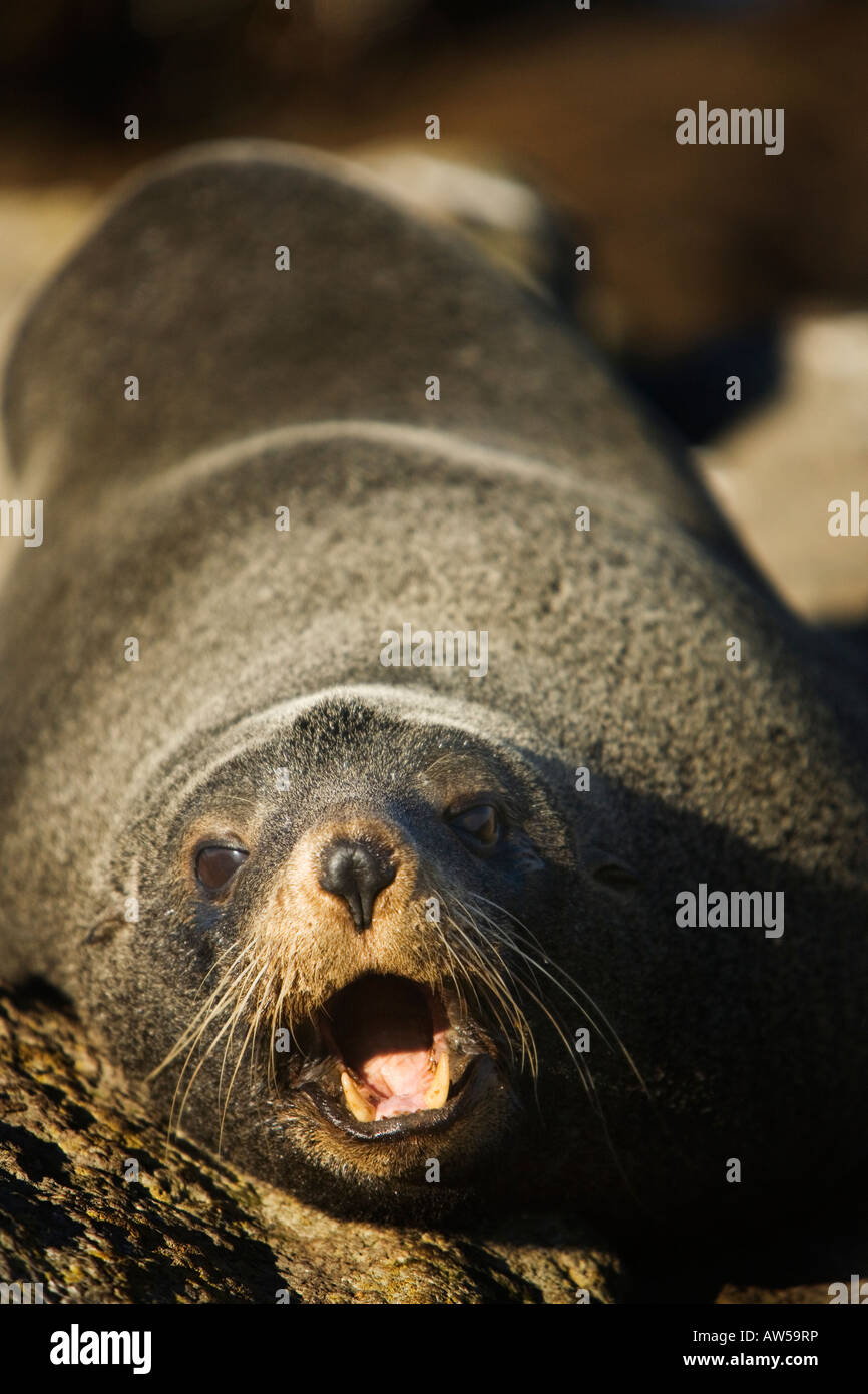 fur seal barking in new zealand Stock Photo
