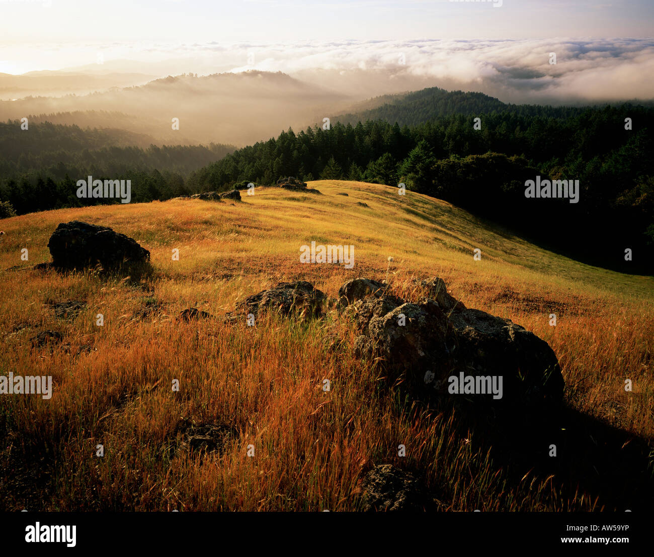 Mount Tamalpais State Park California Stock Photo
