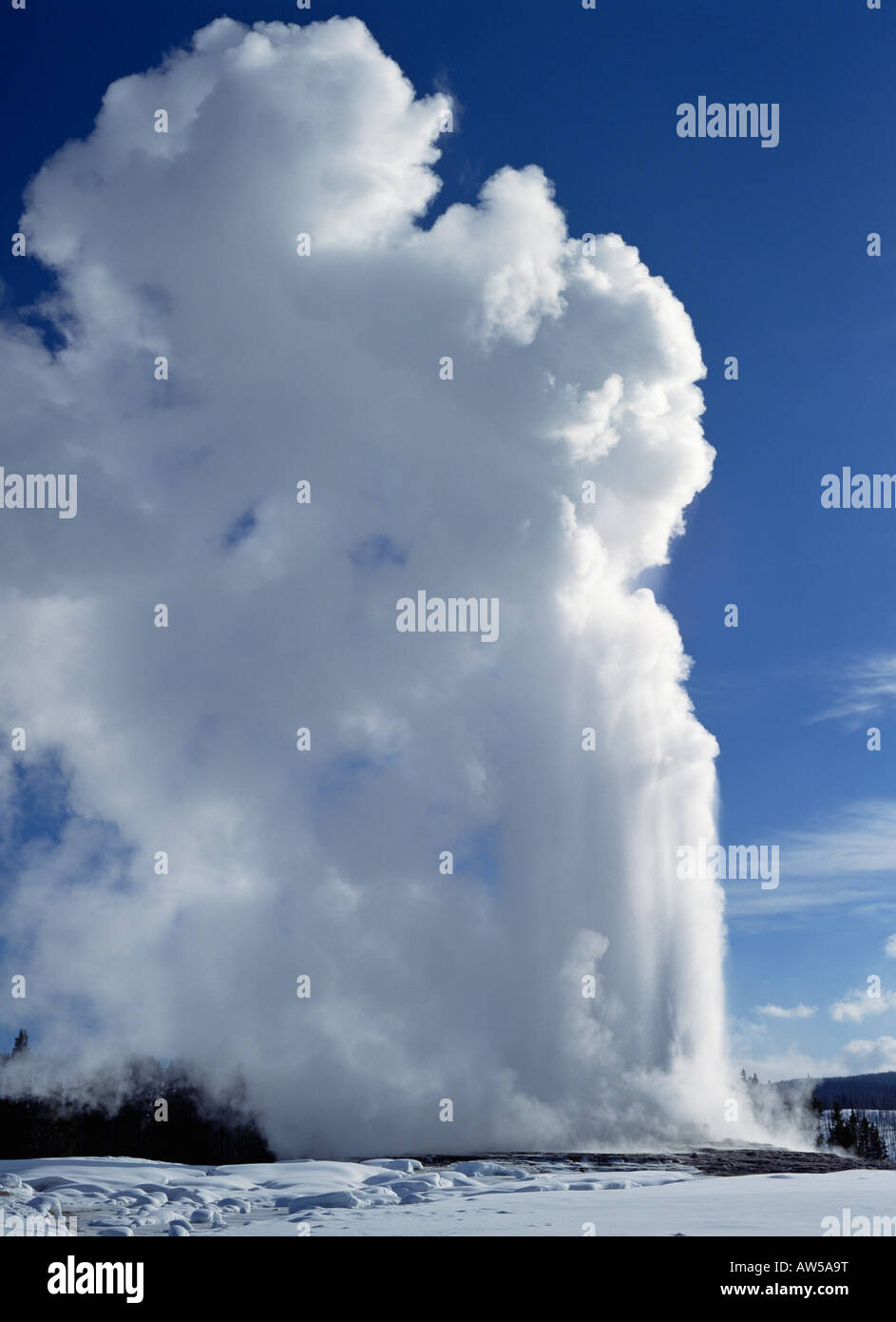Old Faithful geyser erupting in the winter Yellowstone National Park ...