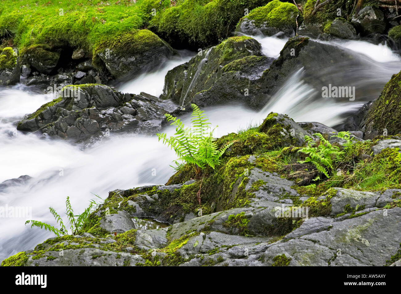 Lush green ferns growing beside Hause Gill stream on the way to Honister Pass in Borrowdale. Lake District National Park. Stock Photo
