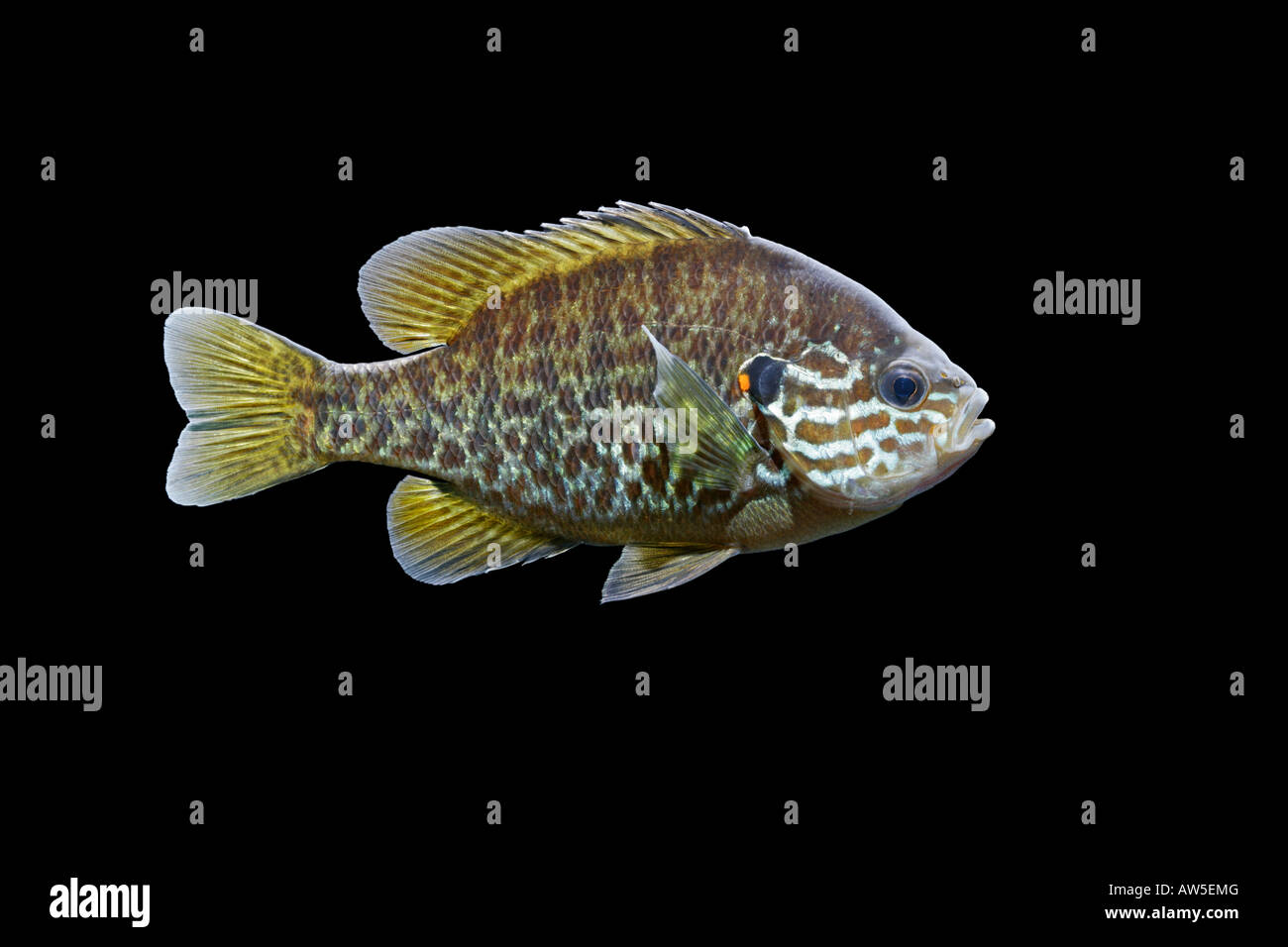pumkinseed kiver Lepomis gibbosus side view black background alien ...