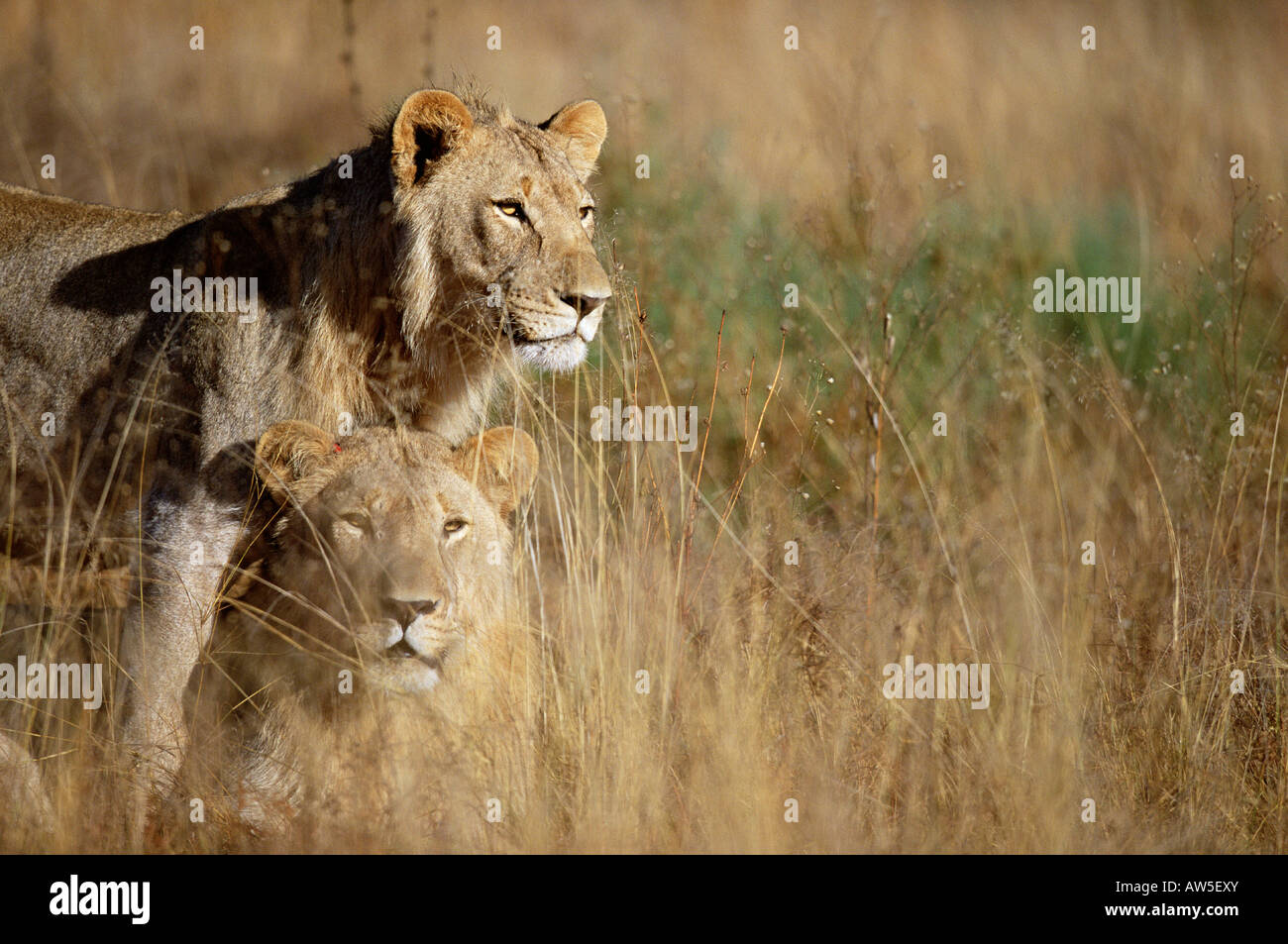 Two male lions playing in a field of grass Entebeni Game Reserve Stock Photo