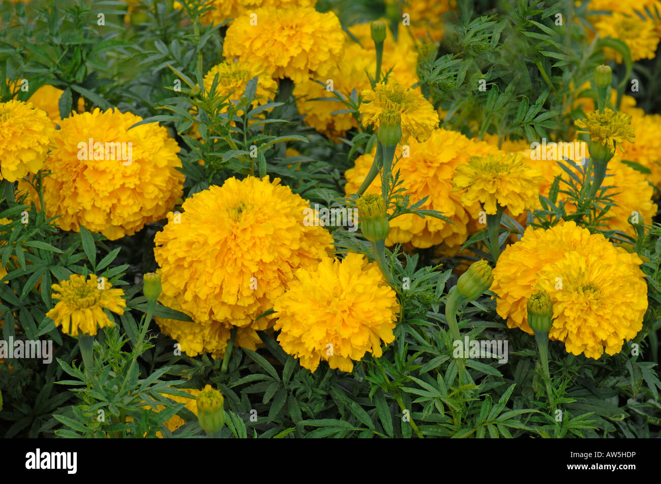 African Marigold (Tagetes erecta Double Eagle), flowering Stock Photo